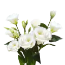 M26 Lisianthus White  