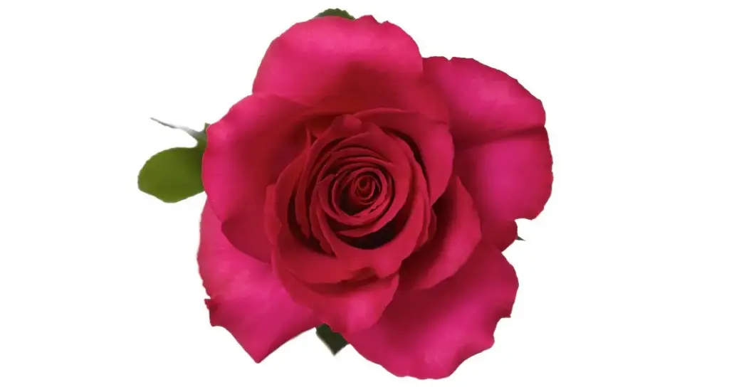 M26 40cm Rose Hot Pink Princess