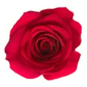 V26 40cm Rose Queenberry 