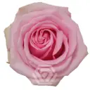 V26 40cm Roses Pink Sweet Cake 