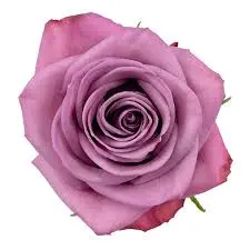 V26 40cm Roses Lilac Moody Blues