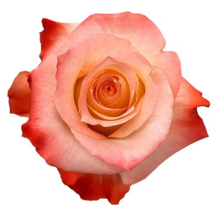 V26 40cm Roses Carbaret  