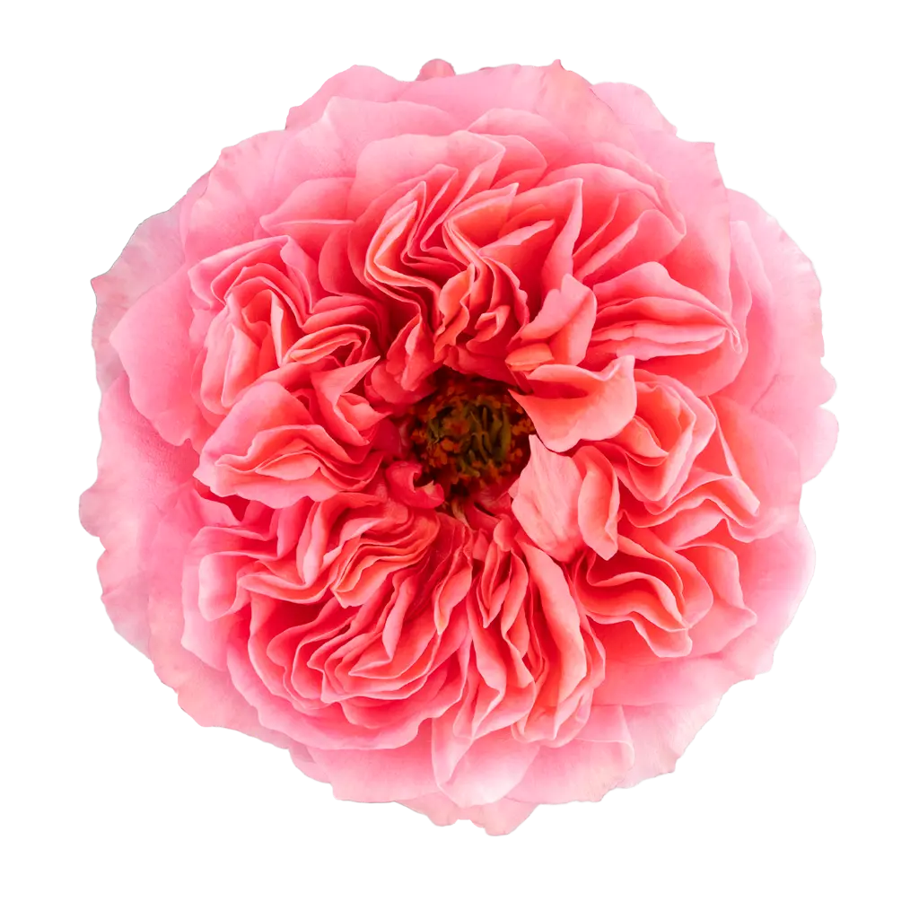 V26 40cm Garden Roses Pink X-pression 