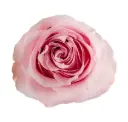 M26 40cm Garden Roses Blush Pink Sweet For Love 