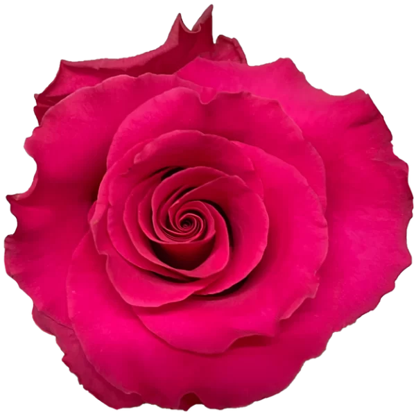 M26 50cm Rose Hot Pink Explorer 