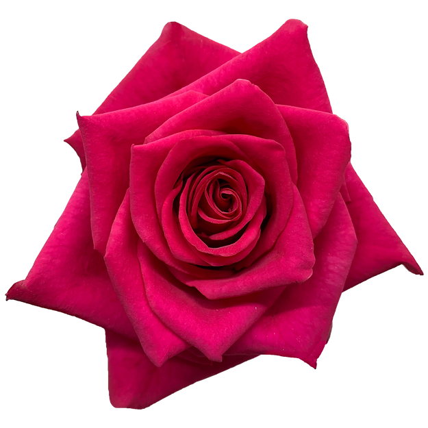 V26 50cm Rose Hot Pink Explorer 