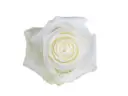 V26 50cm Roses White Proud 