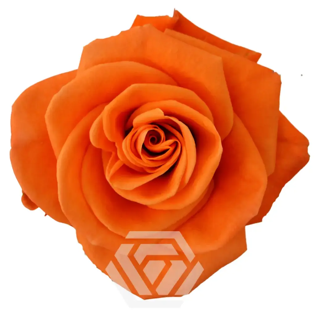 (C) V26 50cm Roses Orange Carnelian 