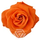 V26 50cm Roses Orange Carnelian 