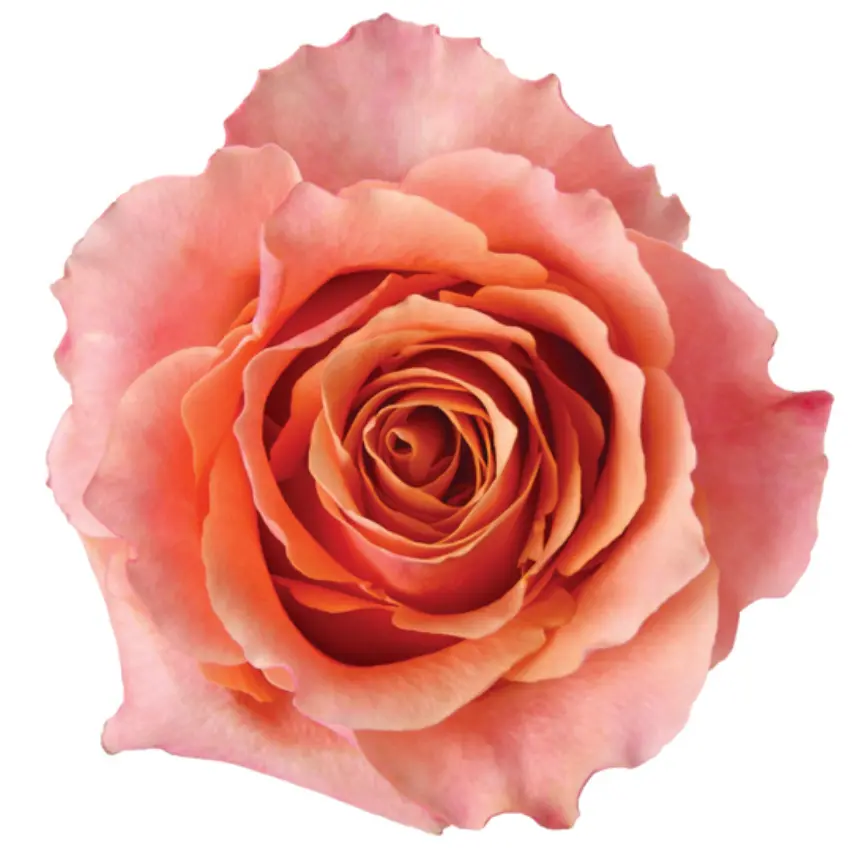 M26 40cm Roses Two Toned Peach Carpe Diem