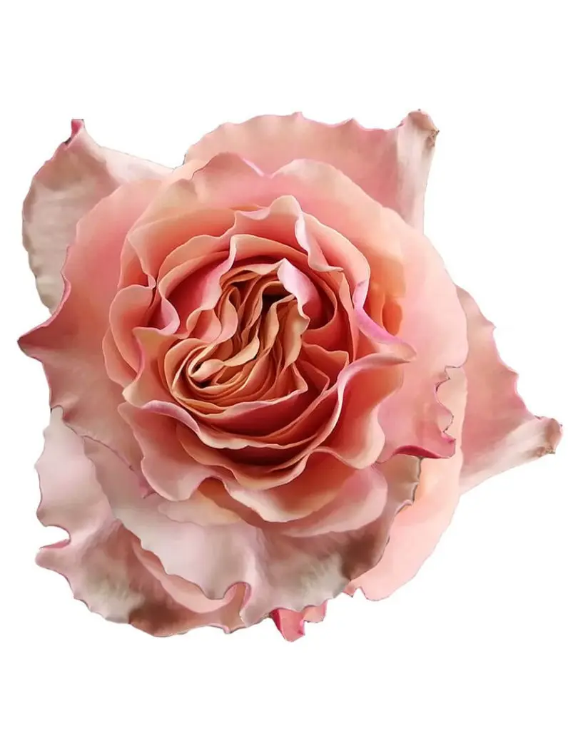 V26 40cm Roses Peach Carpe Diem  