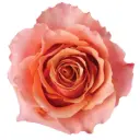 M26 40cm Roses Two Toned Peach Carpe Diem