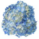 AL26 Hydrangeas Blue