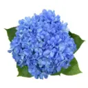 V26 Hydrangeas Shocking Blue