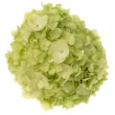 AL26 Hydrangeas Green