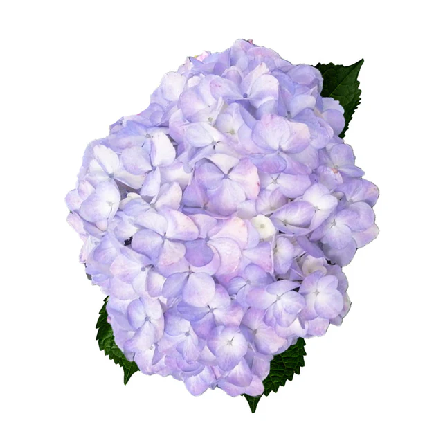 (A) V26 Hydrangeas Light Purple