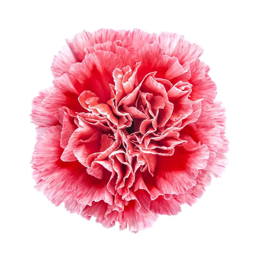 M26 LG Carnations Red/Pink Cheerio 