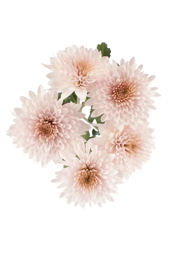 AL26 Chrysanthemums Light Peach Verity