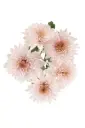AL26 Chrysanthemums Light Peach Verity