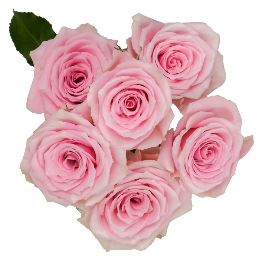 M26 50cm Spray Roses Light Pink Suspiro  