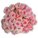 (C) V26 60CM Spray Roses Light Pink Suspiro  