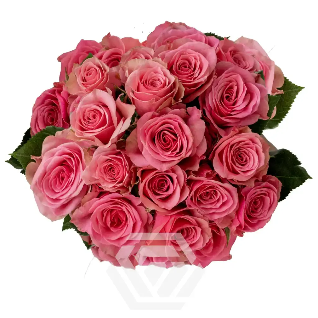 V26 60CM Spray Roses Medium Pink BonBon