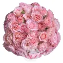 V26 40CM Spray Roses Medium Pink Constellation