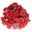 V26 60CM Spray Roses Boomerang