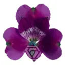 V26 70CM Alstromeria Purple Maracana  