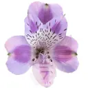 (C) V26 70CM Alstromeria Lavender Bohemian