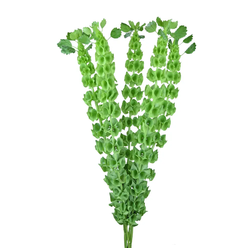 M26 Bells of Ireland 