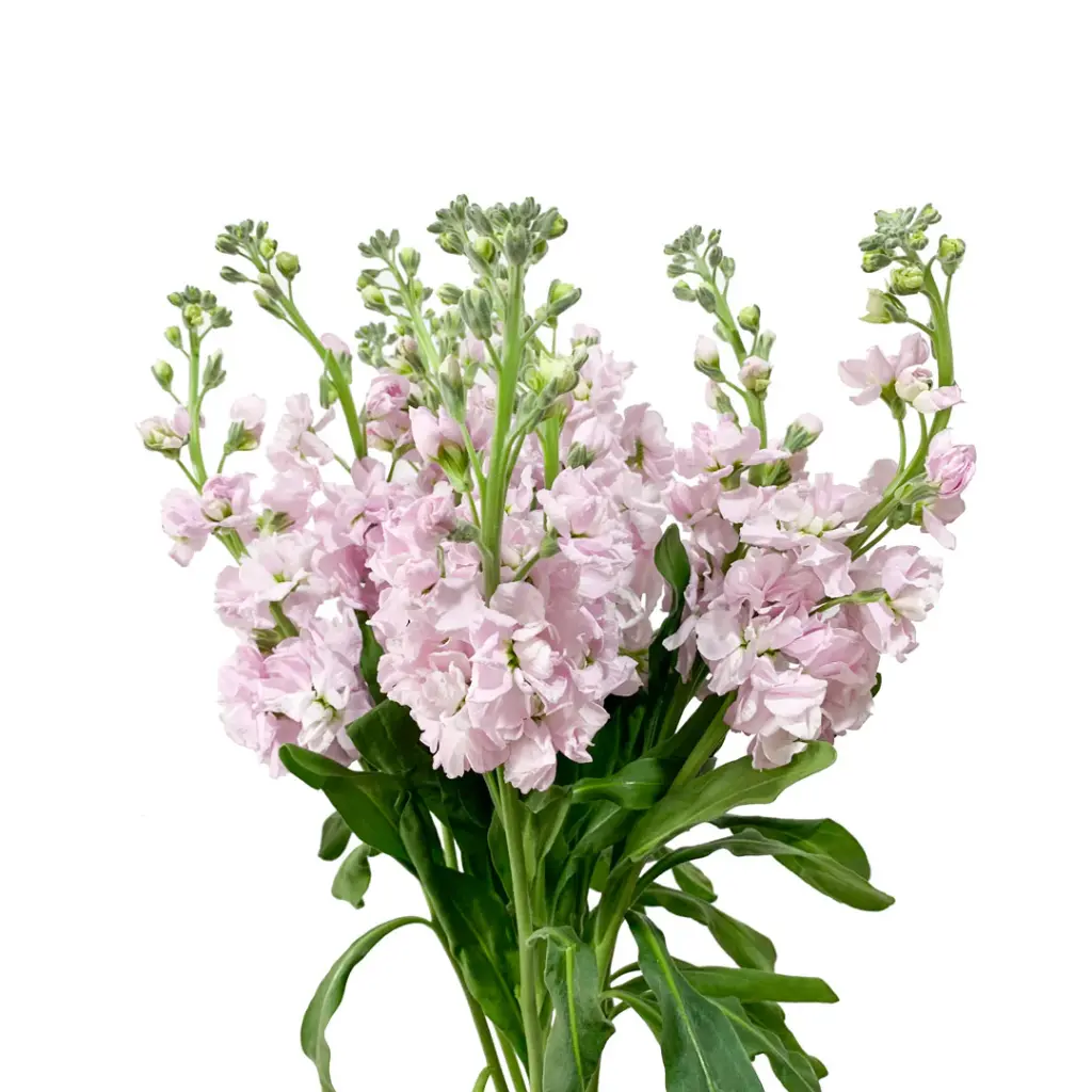 AL26 Stock Light Pink