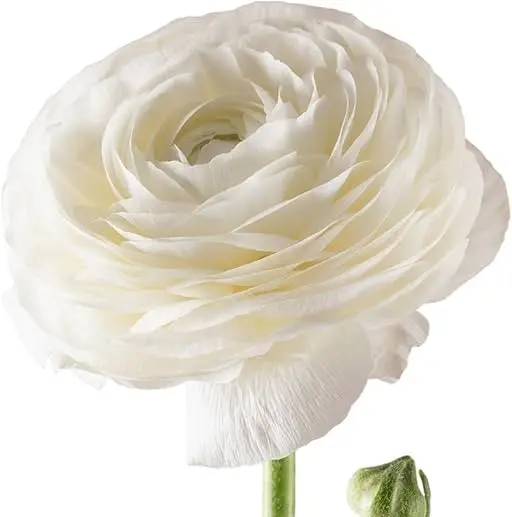 M26 40cm Ranunculus White Elegance