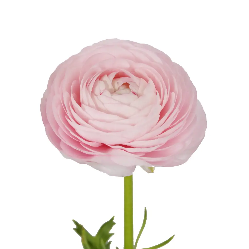 M26 40cm Ranunculus Light Pink Chiaro