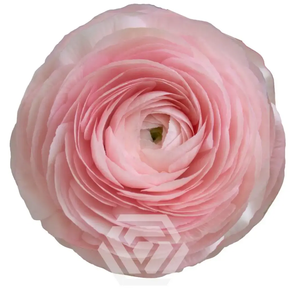 V26 40cm Ranunculus Light Pink Sucess Blush