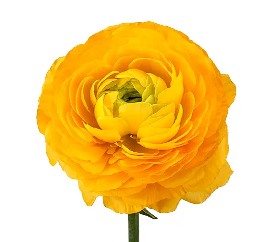 M26 40cm Ranunculus Yellow Giallo