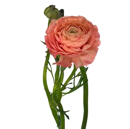 M26 40cm Ranunculus Two Toned Peach Elegance Salmon 