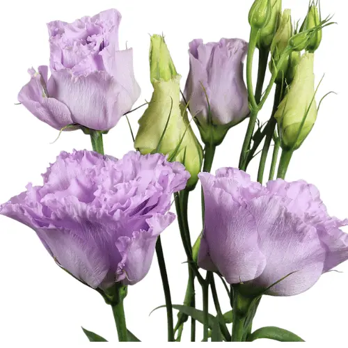 M26 Lisianthus Lilac 