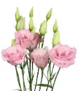 M26 Lisianthus Pink 