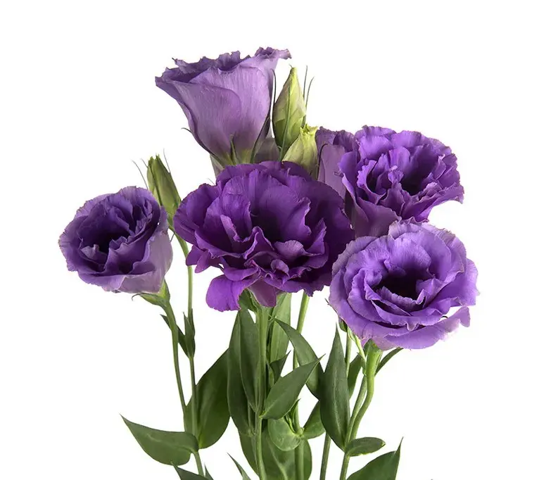M26 Lisianthus Purple 