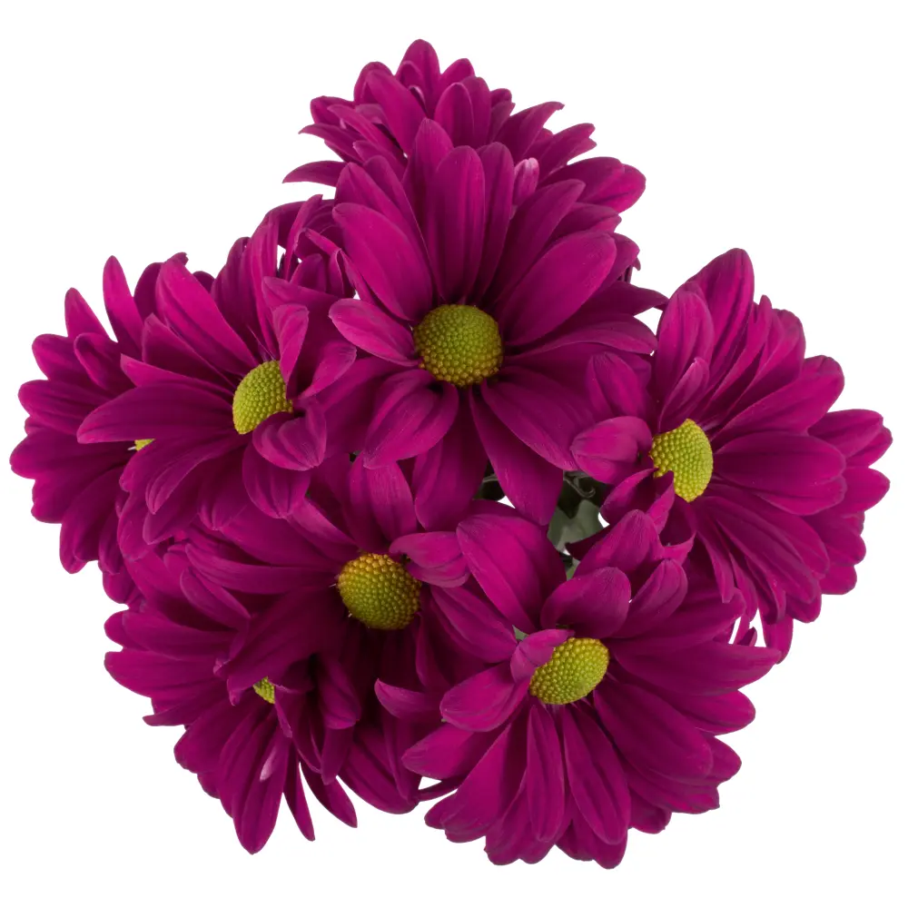 M26 Daisies Purple Randal