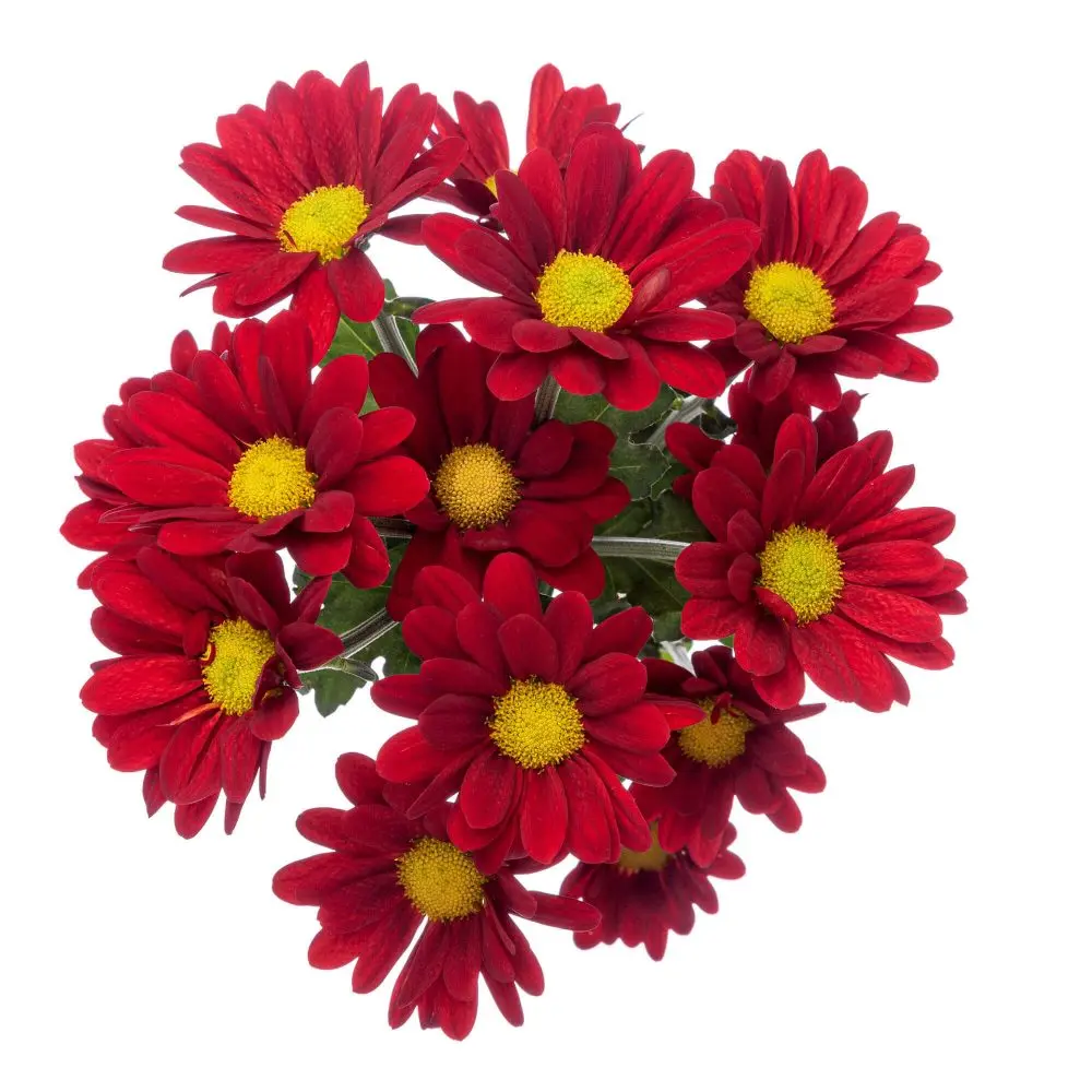 V26 Daisies Red Valentino