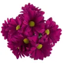 M26 Daisies Purple Randal