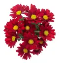 V26 Daisies Red Valentino