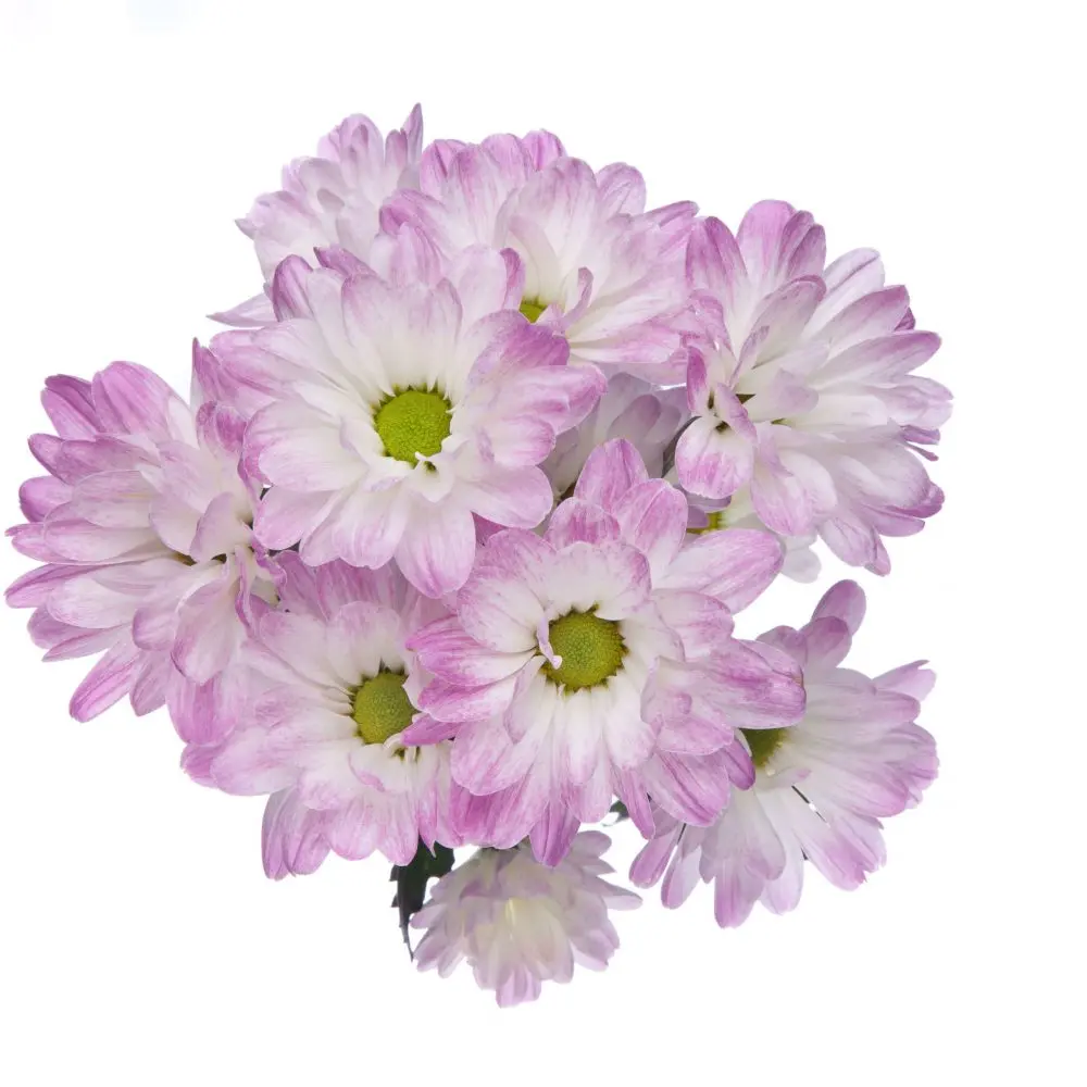 V26 Daisies Bicolor Lilac/White Airbrush  