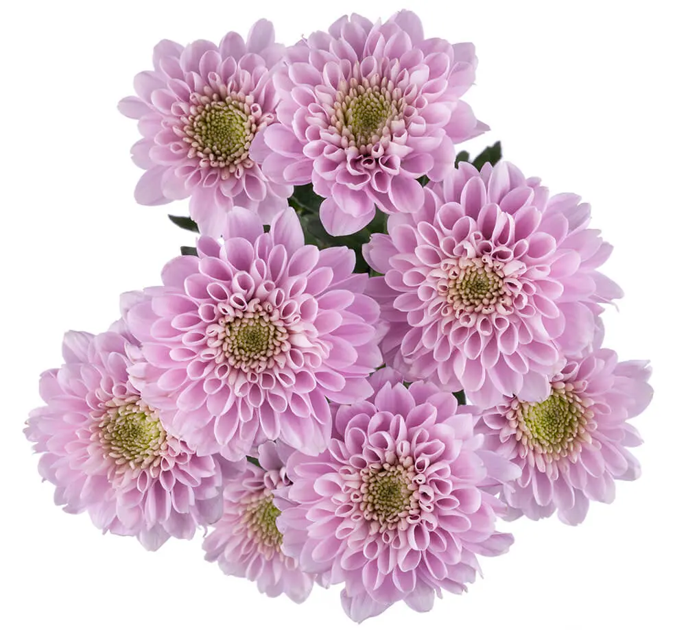 V26 Pink Rossia Buttons