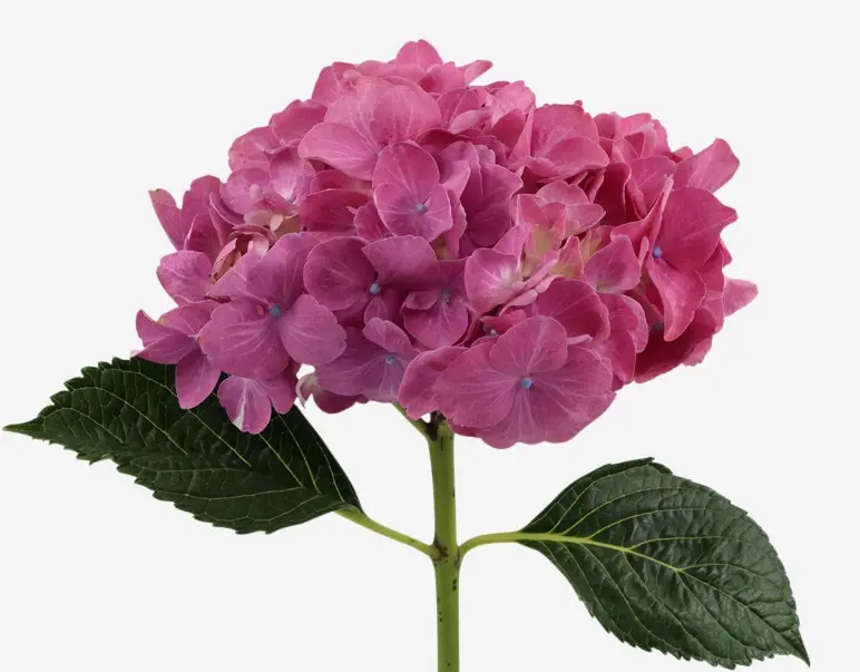 (A) V26 Hydrangeas Medium Pink