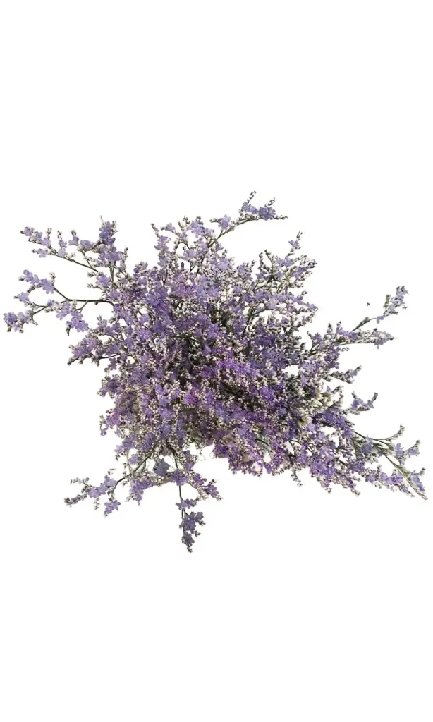 (B) V26 Limonium Caspia Splendid Blue 