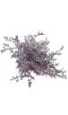 V26 Limonium Caspia Splendid Blue 