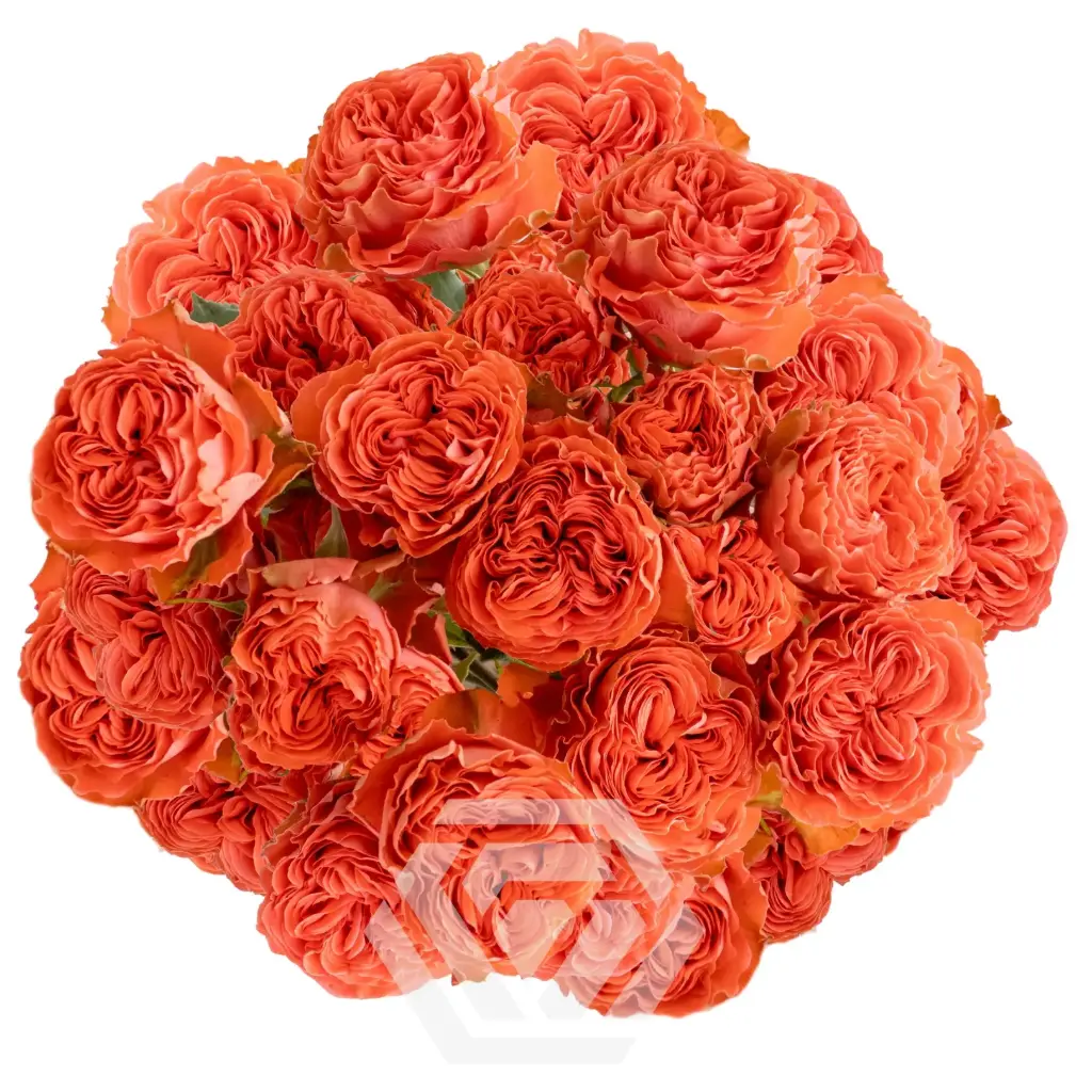 (C) V26 50CM Spray Rose Orange Trendsetter